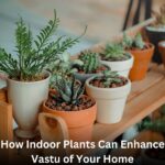 How Indoor Plants Can Enhance Vastu of Your Home