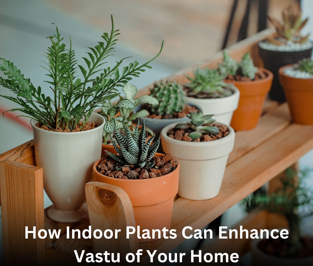 How Indoor Plants Can Enhance Vastu of Your Home