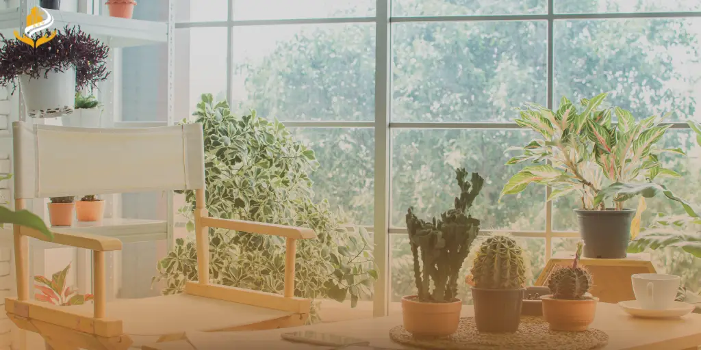 The Importance of Money Plants in Indian Homes
